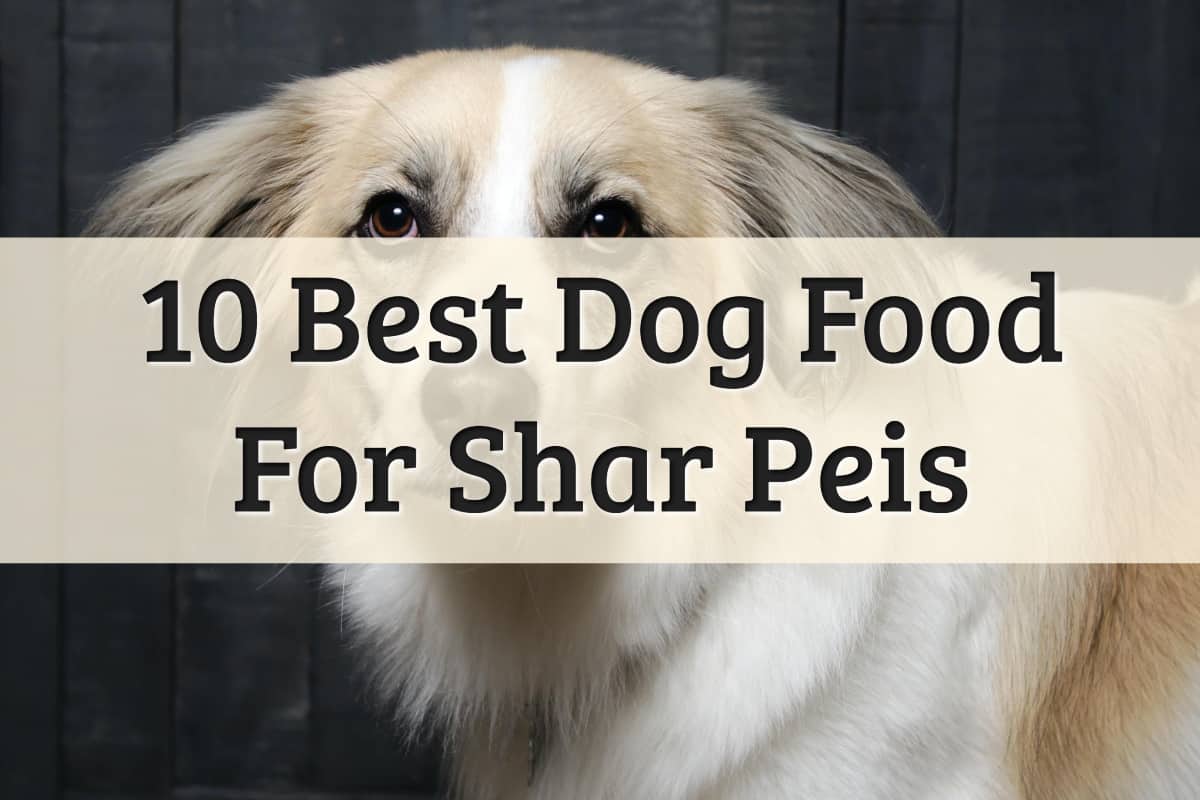 Best Dog Dry Food For Chinese Shar-Pei - Feature Image