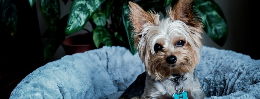 teacup Yorkies require 3 and omega 6 and protein in healthy foods for Yorkies dogs for coat health