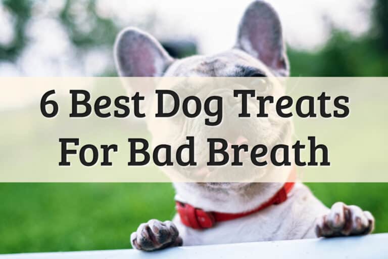 best dog treats for bad breath review options - feature image