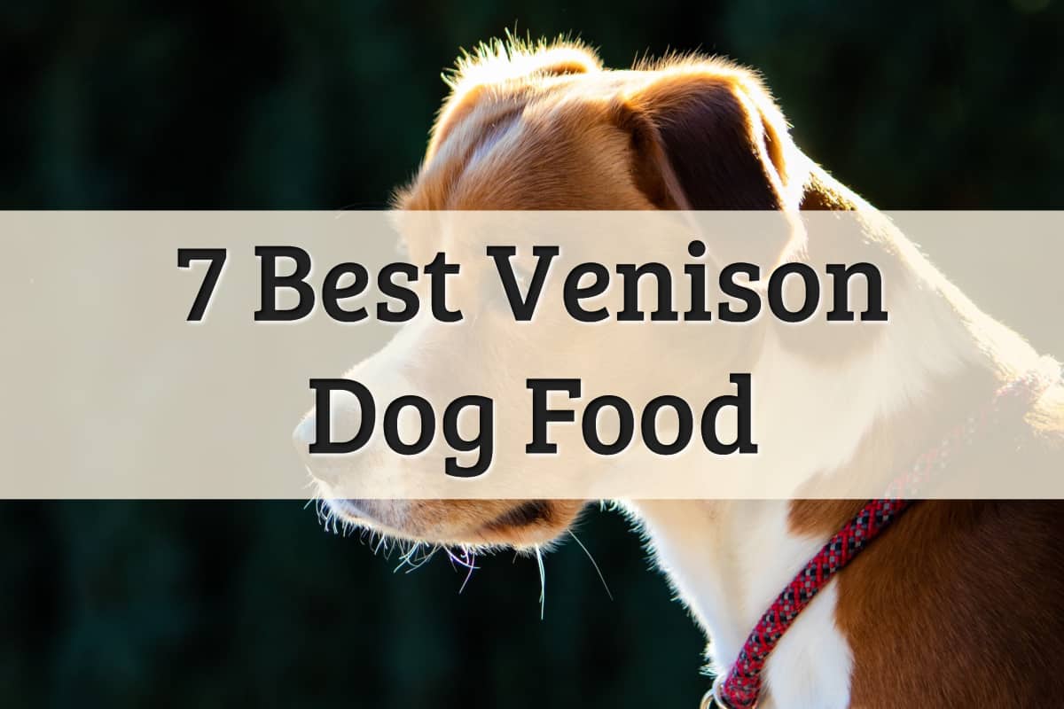 venison dry dog food brands review and suggestions - feature image