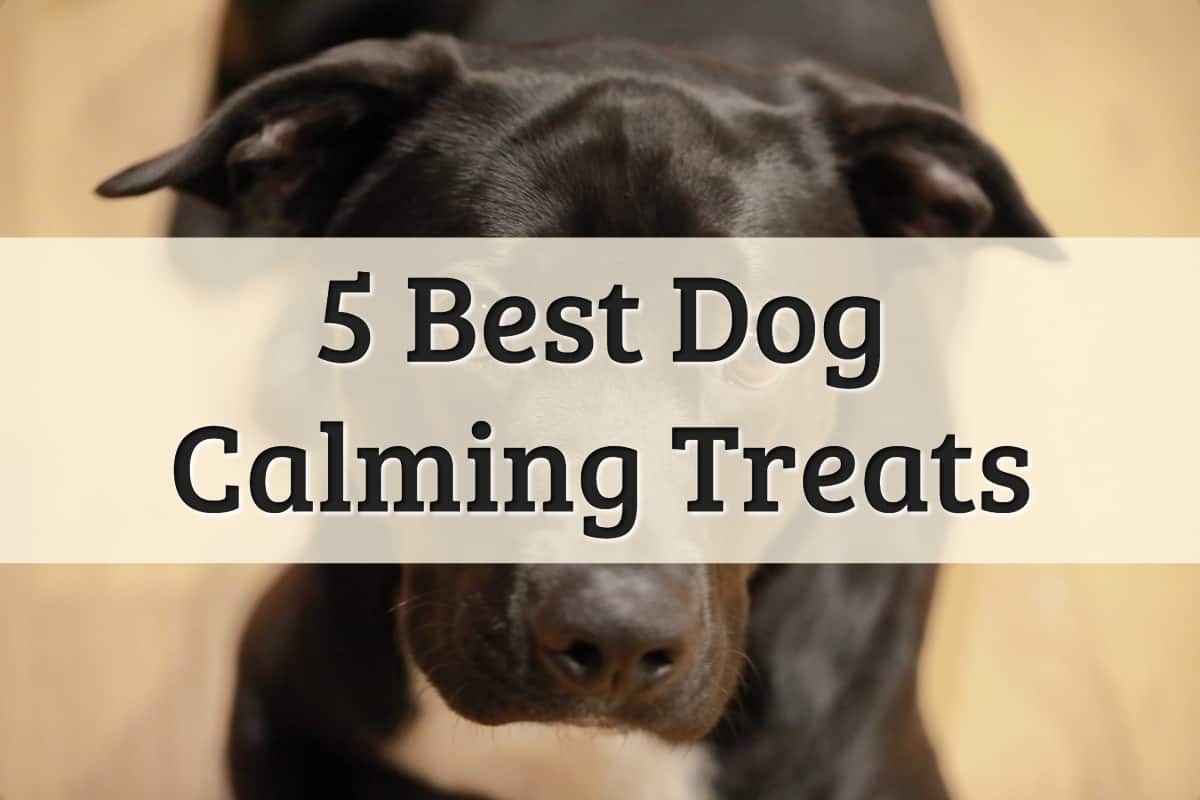 calming treats for dogs recommendations - feature image
