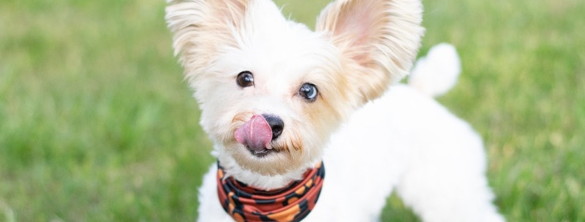 make sure to feed your Yorkie dogs in good portion with high-quality dry dog food