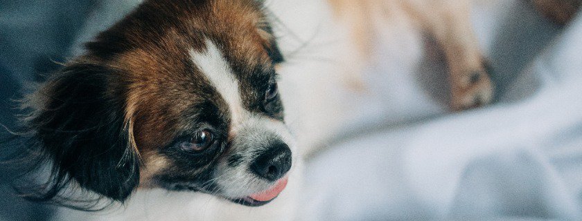 health concerns and ingredients to consider in Shih Tzus dog food choices for pet owners 2020 best