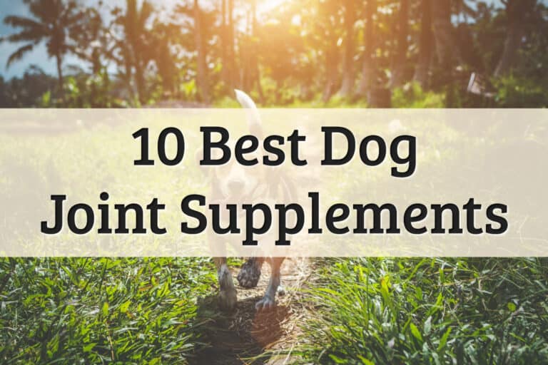 best dog joint supplements recommendations - feature image