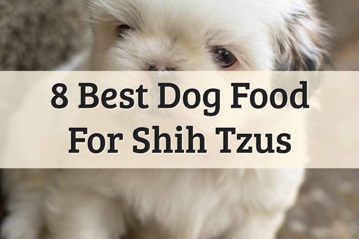 best dog foods for small breed Shih Tzu dogs - feature image