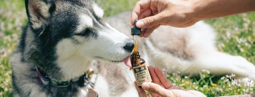 the benefit of certain ingredients and textures for your dog friends
