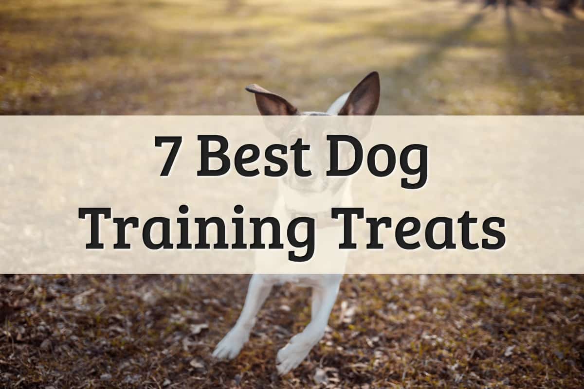 top choice for the best dog treats for training brands - feature image