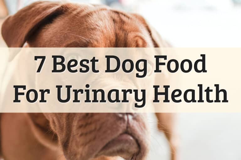 top picks for best dog foods for urinary health issues - feature image