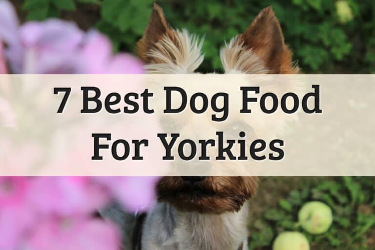 best Yorkie dog food - feature image