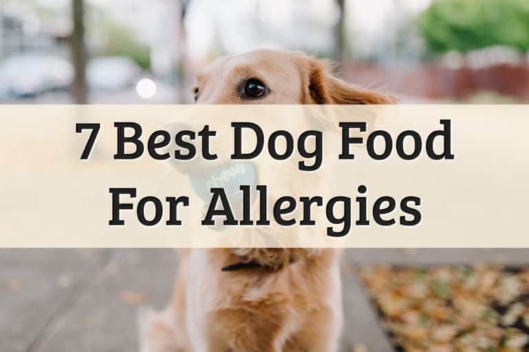 dog food best for allergies review - feature image