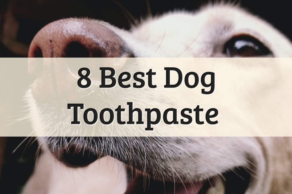 best toothpaste for dog dental health review - feature image