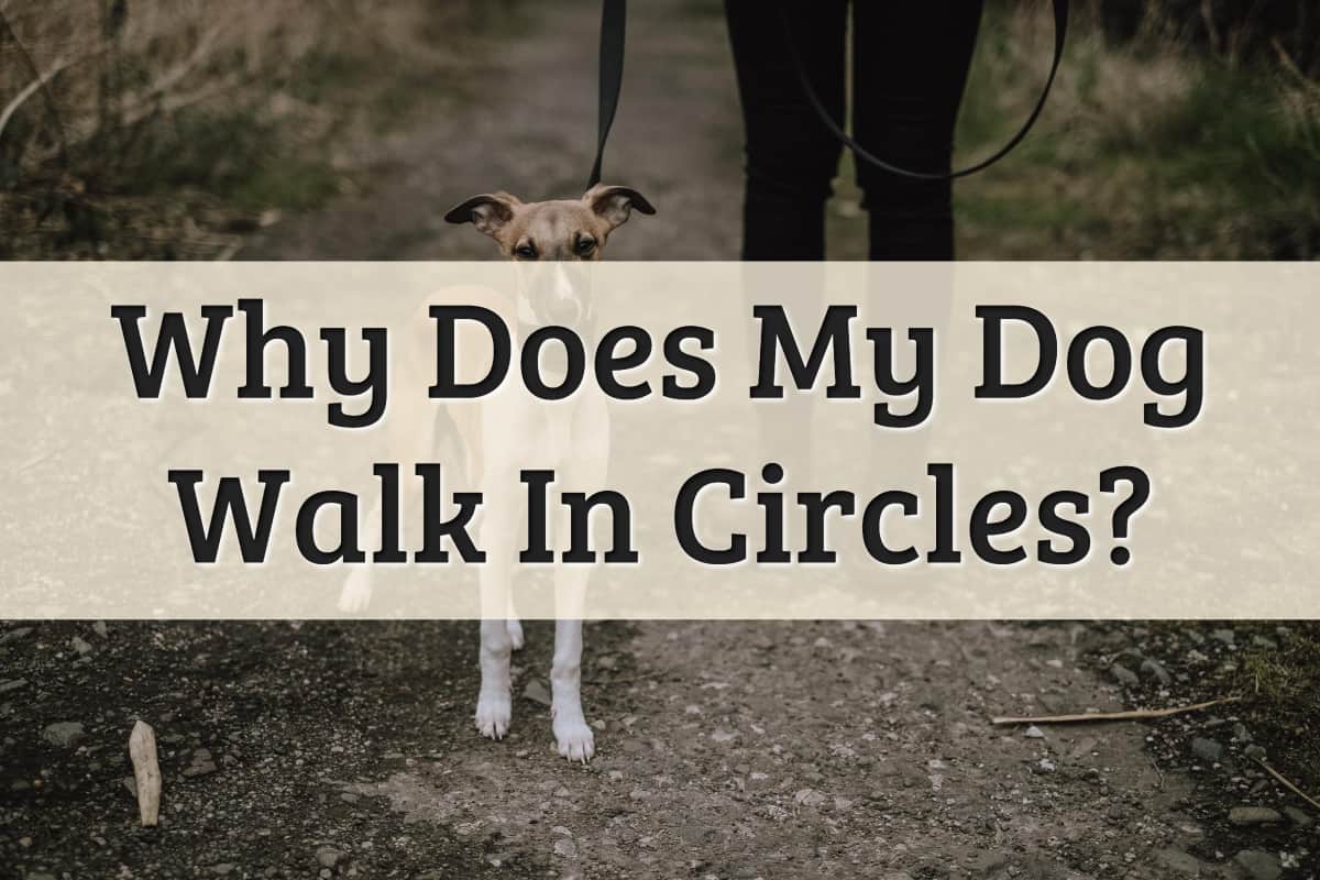 5 Reasons For Why Do Dogs Walk In Circles (2022) Key Facts