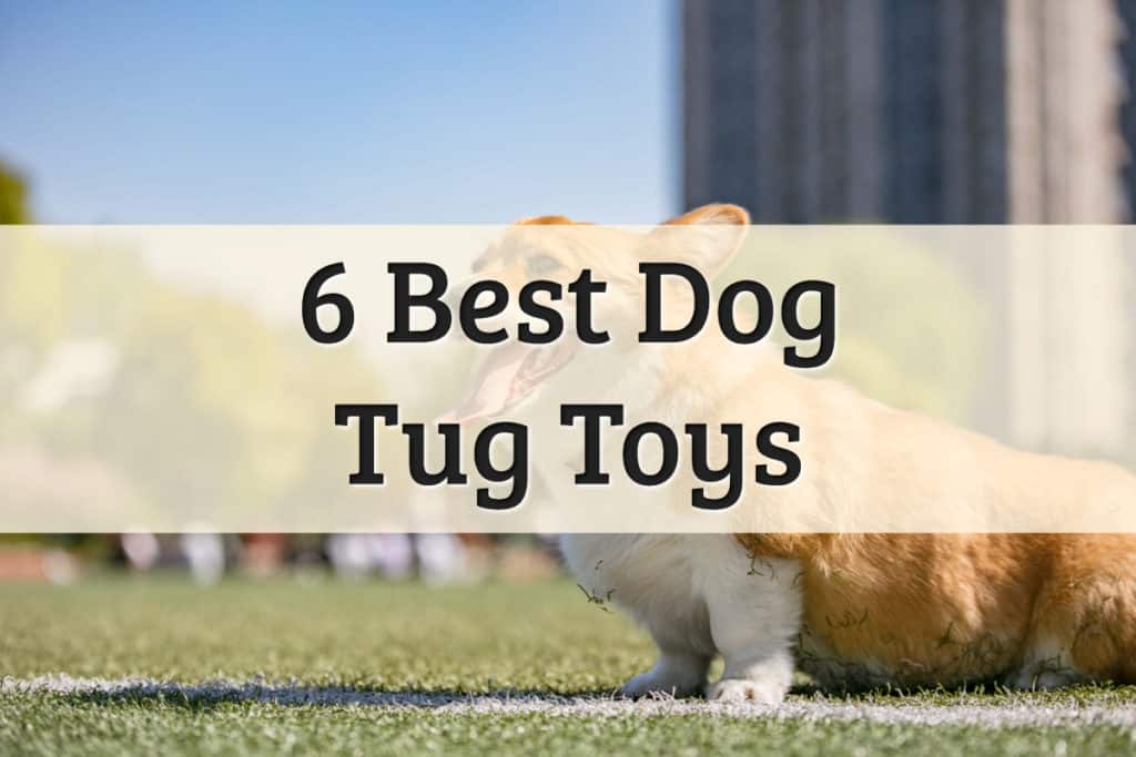 best tug toys for dogs - feature image