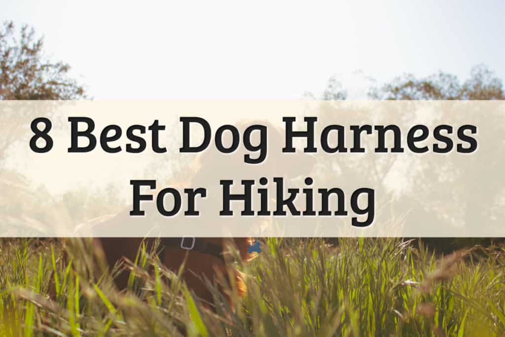 best dog harnesses brands - feature image