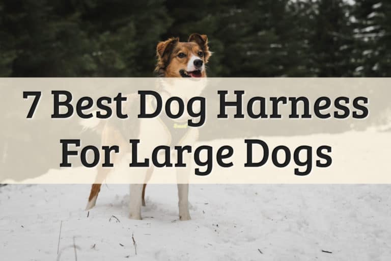 best harness for big dogs review - feature image
