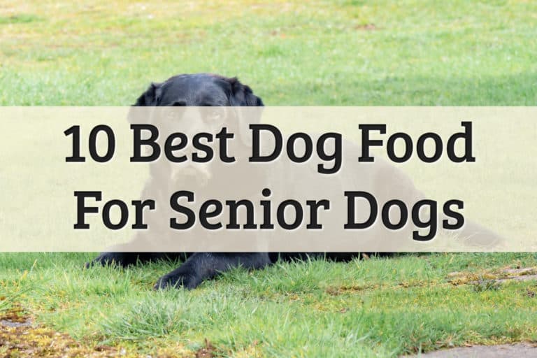 senior dog food review - feature image