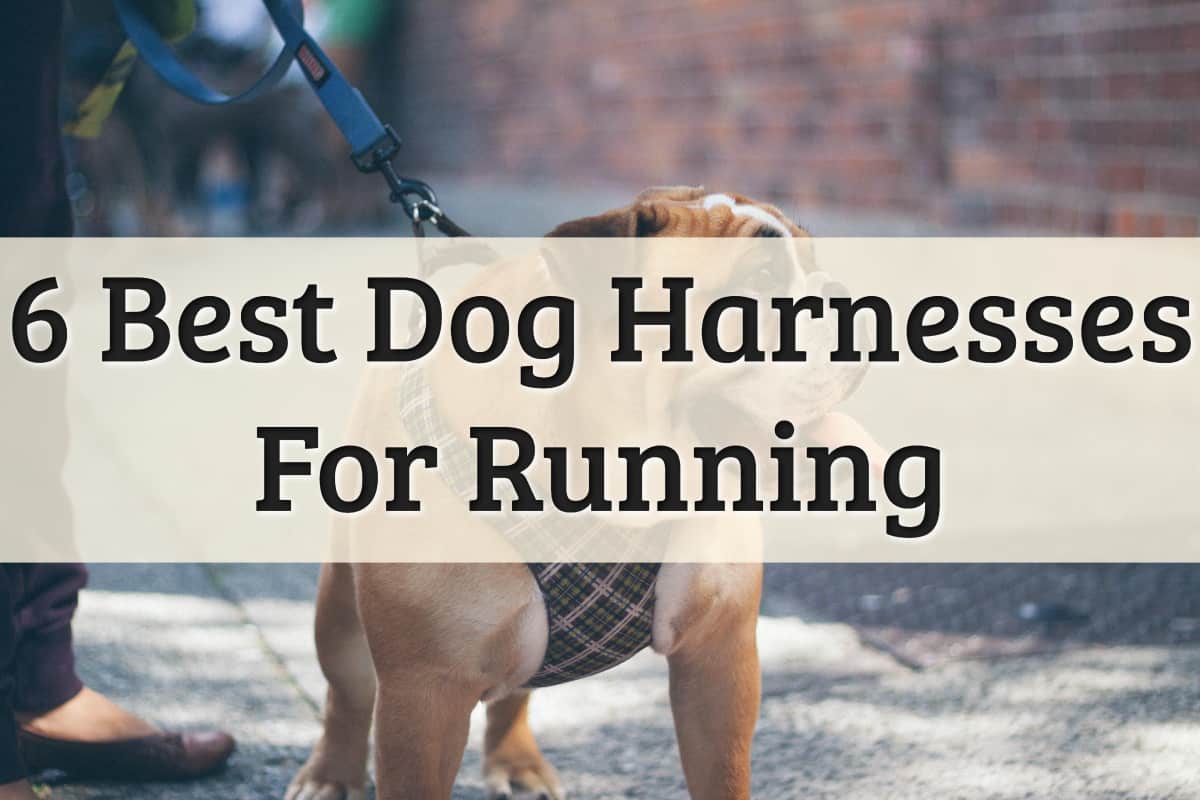 Best Dog Running Harness Feature Image