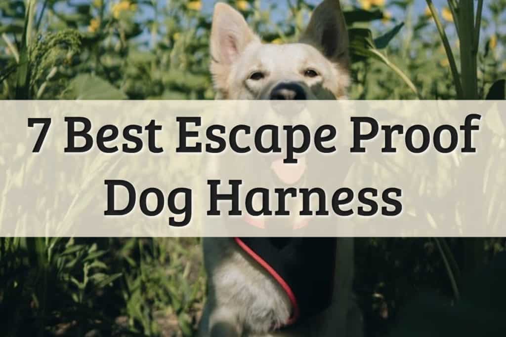 Best No Escape Dog Harness Feature Image