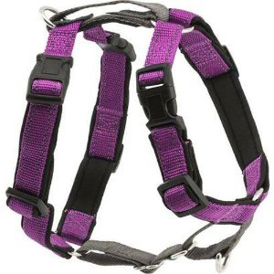 Safe Harnesses for Your Dog with Chest and Belly Straps