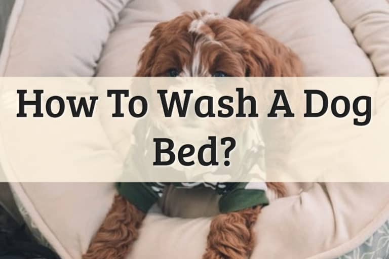 How To Wash Dog Bed Feature Image