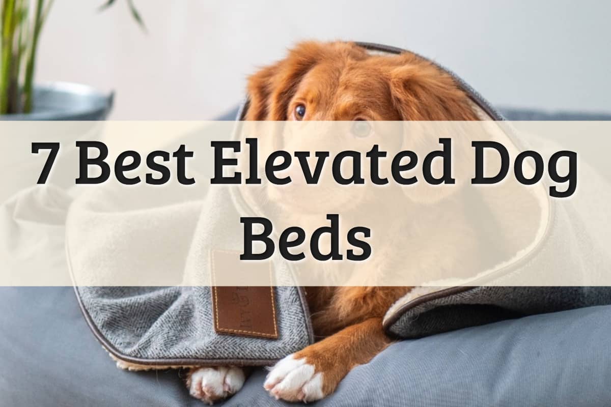 Best Elevated Beds For Dogs Feature Image