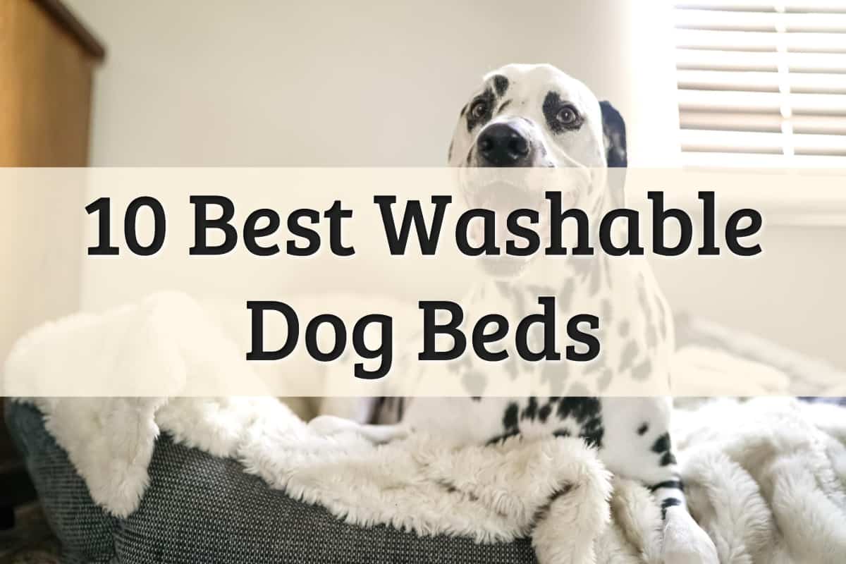 Best Washable Dog Bed Feature Image