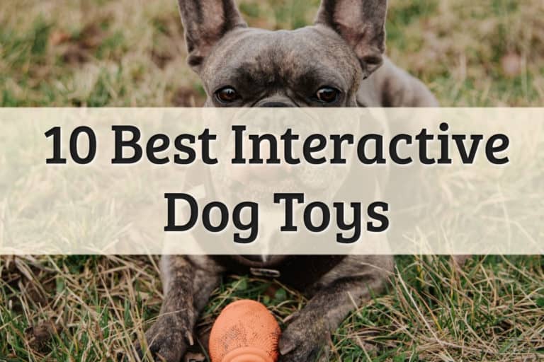 Interactive Toy For Dogs Feature Image