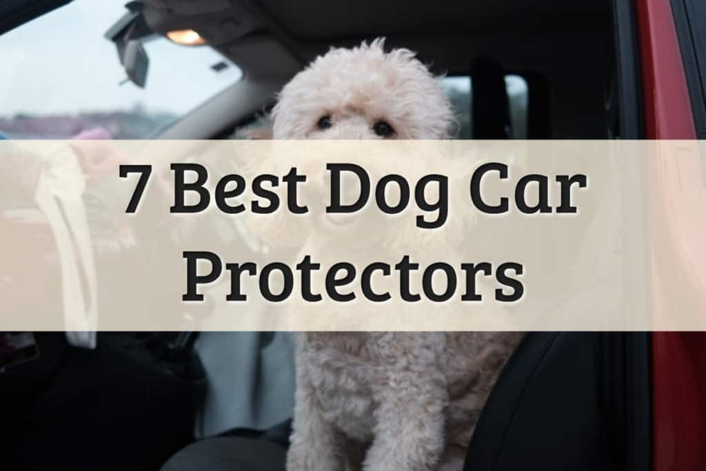 Best Dog Car Protector Feature Image