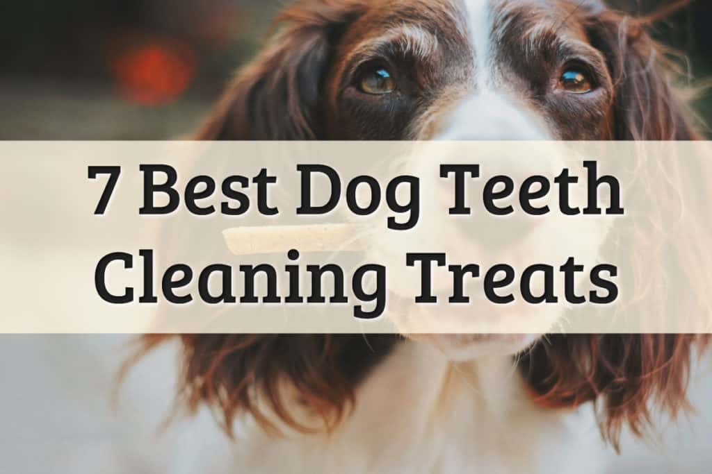 Best Dog Teeth Cleaning Treats Feature Image