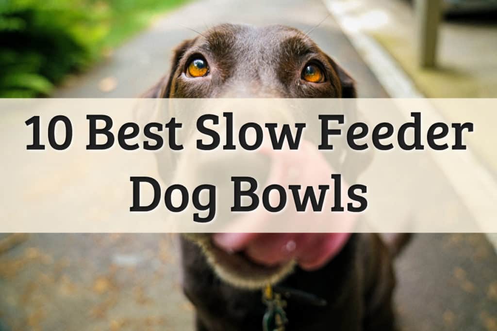 The Best Dog Slow Feeders Feature Image