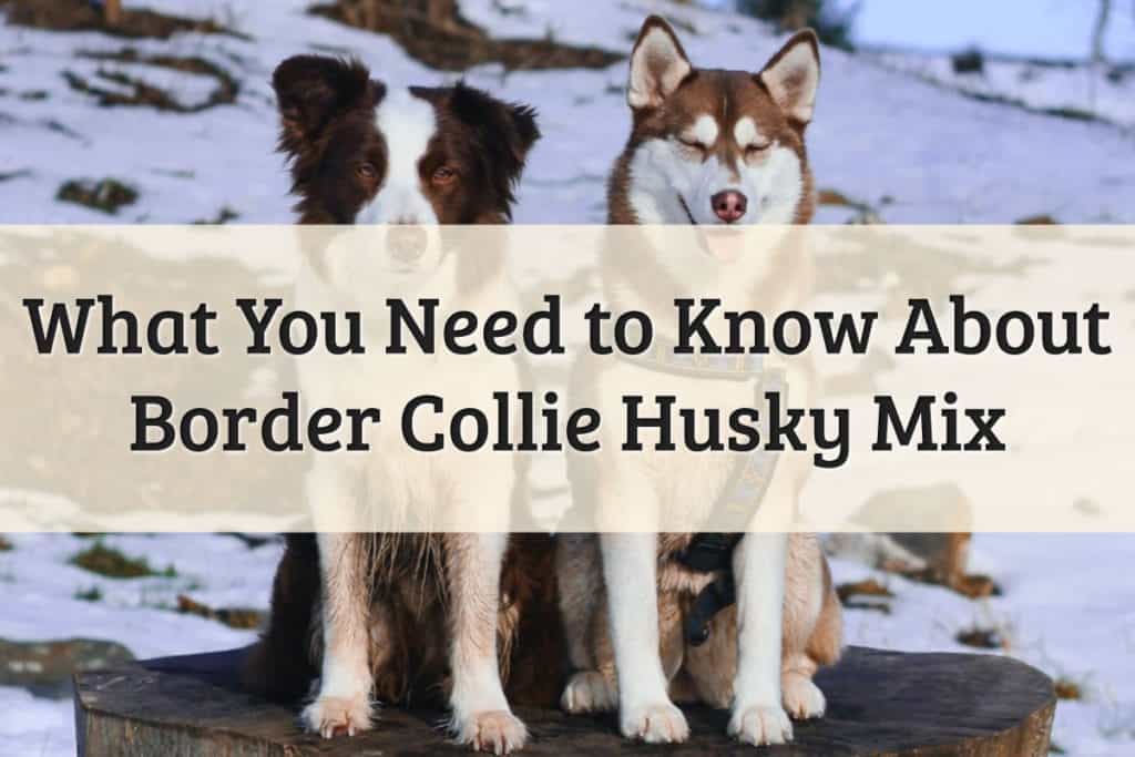 Mix Between Border Collie and Husky Feature Image
