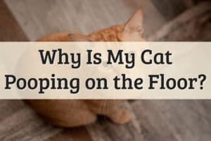 Why is My Cat Pooping on the Floor Feature Image