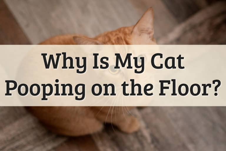 Why is My Cat Pooping on the Floor Feature Image