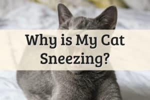 Why is My Cat Sneezing Feature Image