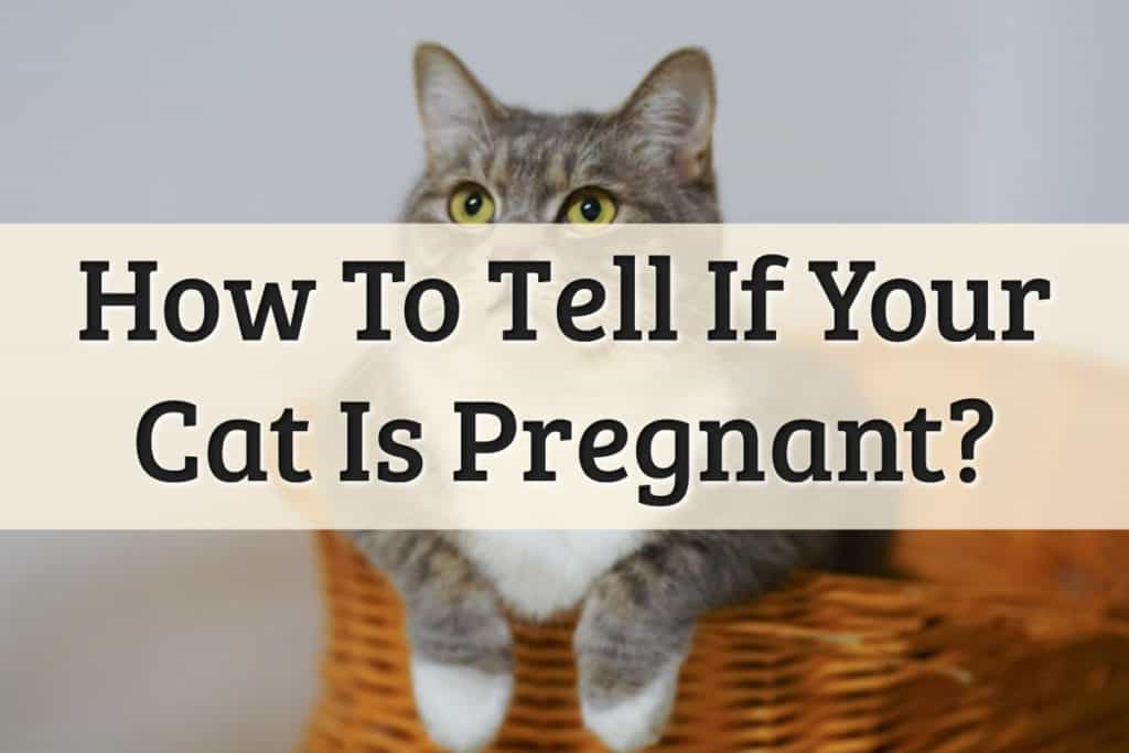 How to Tell If Your Cat is Pregnant Feature Image
