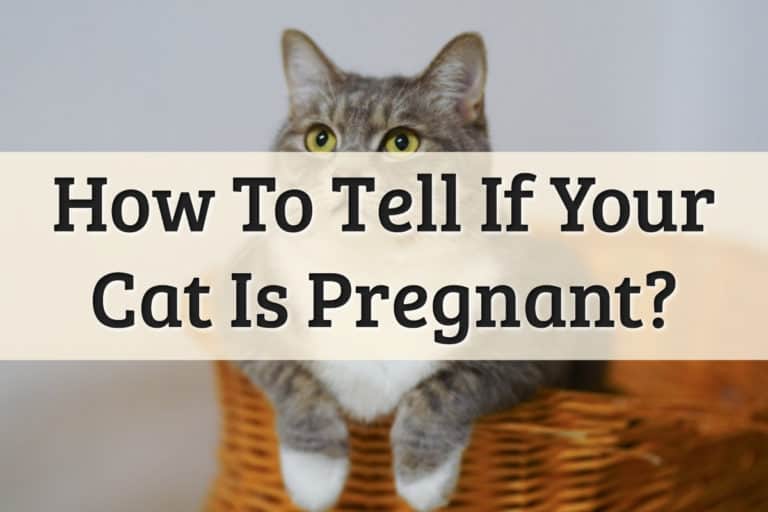 How to Tell If Your Cat is Pregnant Feature Image
