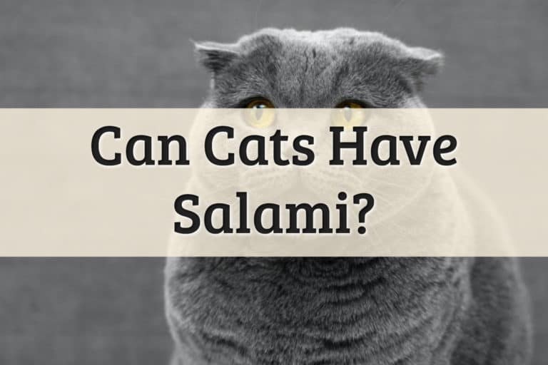 Can Cats Have Salami Feature Image
