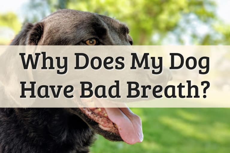 Why Does My Dog Have Bad Breath Feature Image