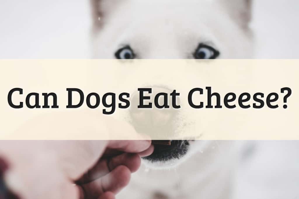 Can Dogs Eat Cheese Feature Image
