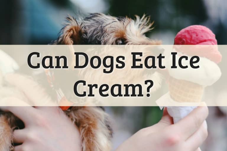 Can Dogs Eat Ice Cream Feature Image
