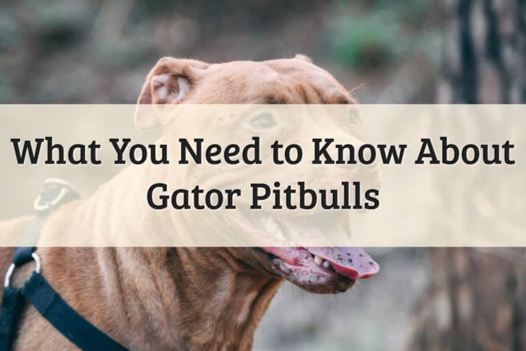 Gator Pitbull Dog Breed Feature Image