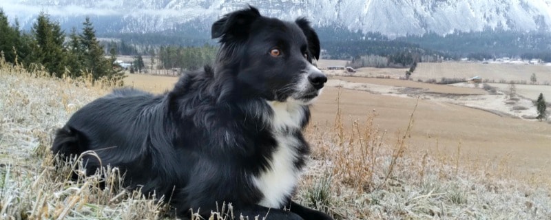 Siberian Husky and Border Collie Mixed Breed