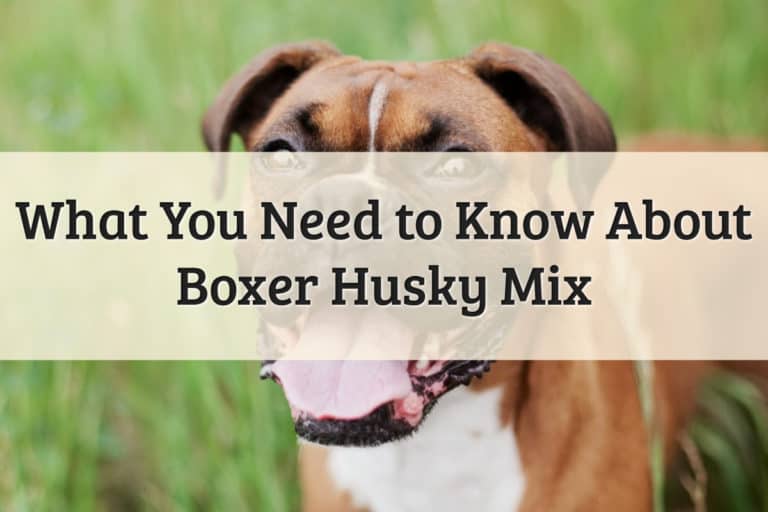 Boxer Husky Mixed Breed Feature Image