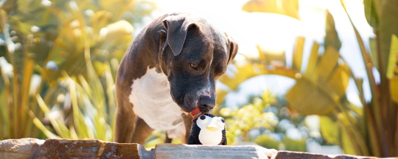 What You Need to Know About Dogs and Ice Cream