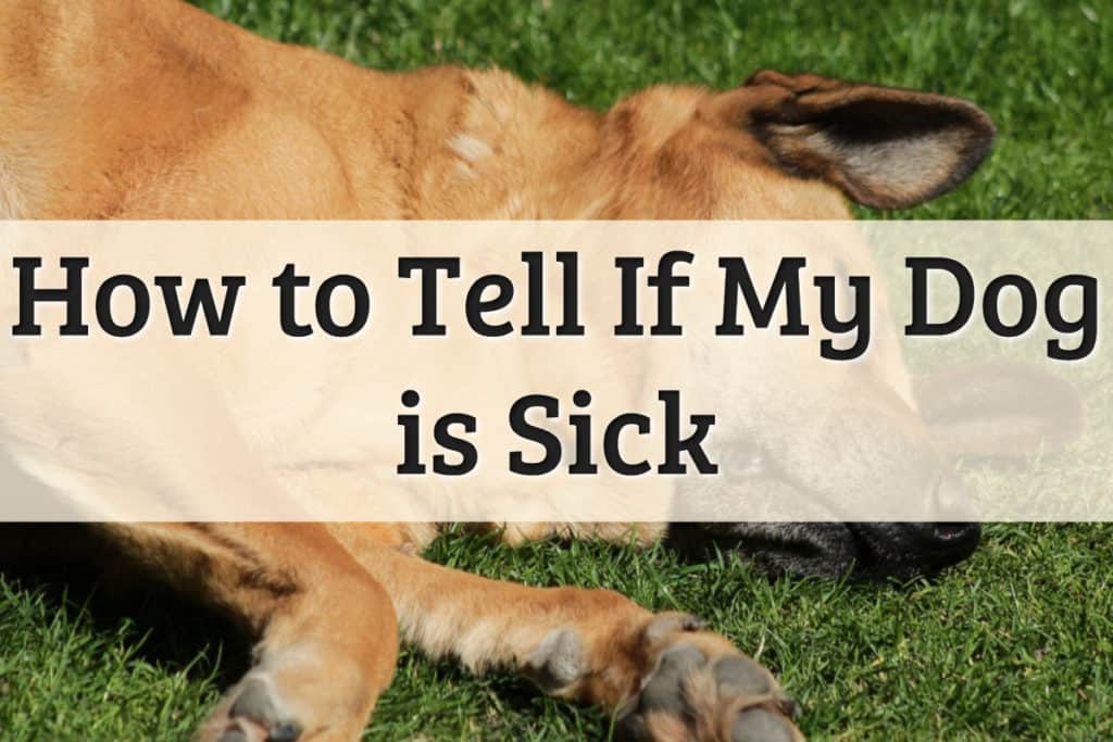 How to Tell If My Dog Is Sick Feature Image