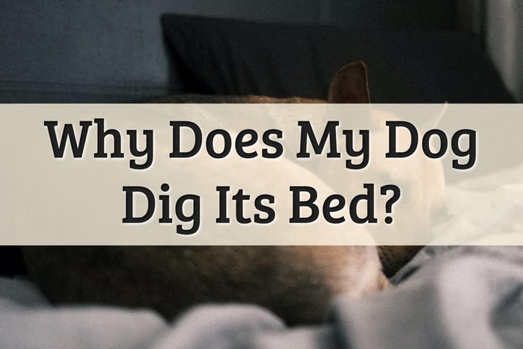 Why Do Dogs Dig at Their Beds Feature Image