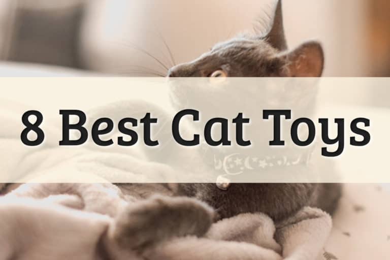Top 8 Best Cat Toys Feature Image
