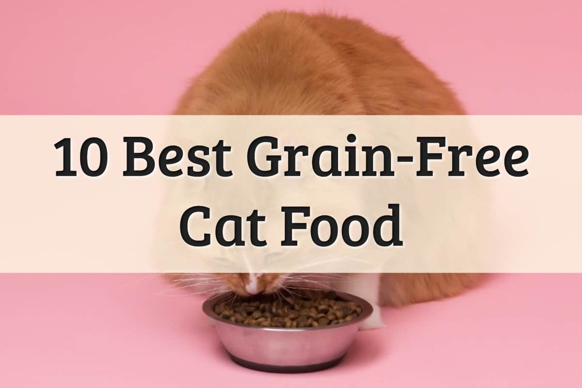 Best Grain Free Cat Food Feature Image