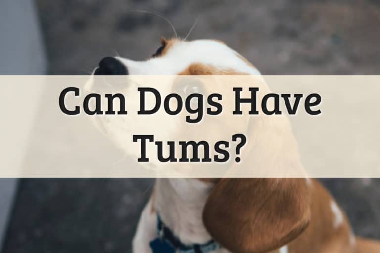 Can I Give My Dog Tums Feature Image