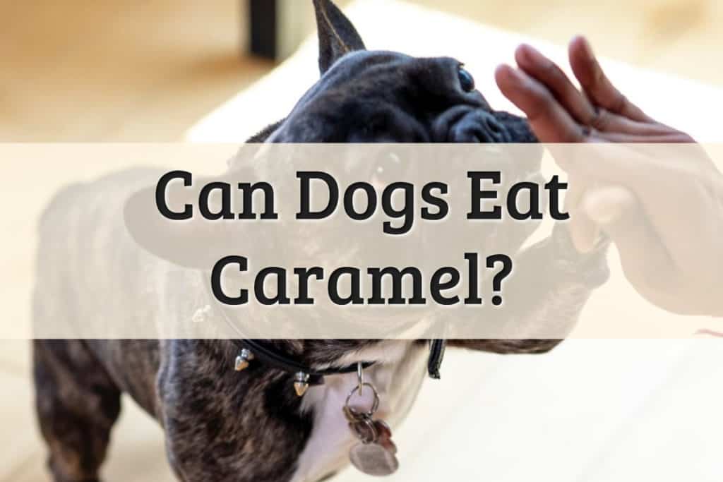 Can Dog Eat Caramel Feature Image